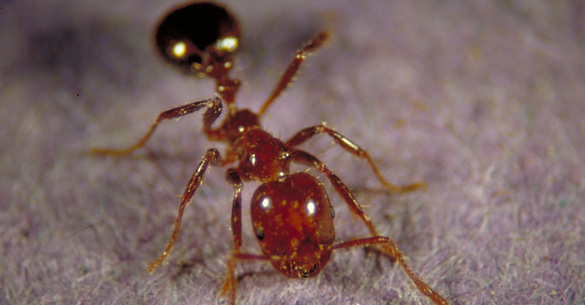 Close-up of a red imported fire ant, a common lawn pest in North Texas. Yard Doctor provides professional fire ant treatment and lawn care services in Sherman, Howe, Van Alstyne, Denison, and Pottsboro.