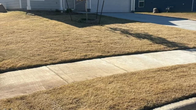 When to Start Spring Weed Control in North Texas