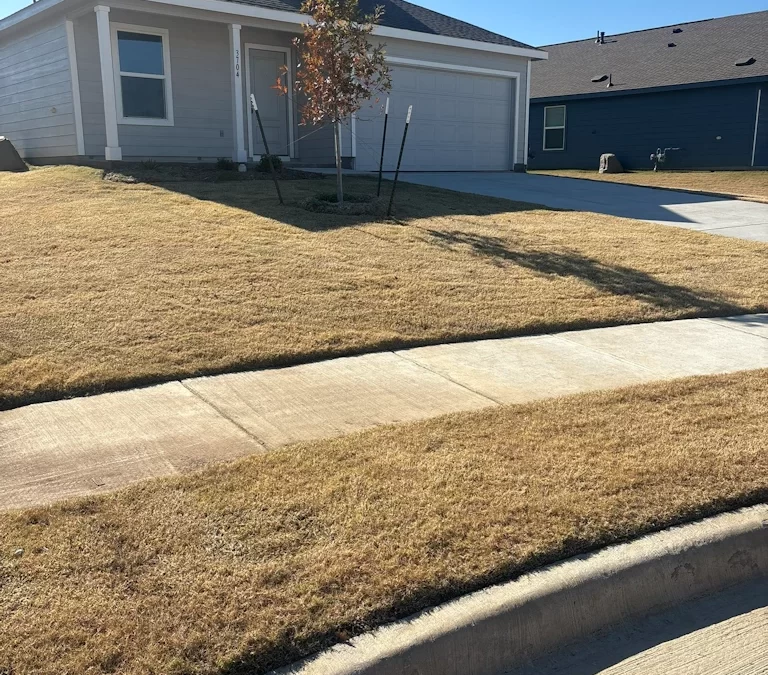 When to Start Spring Weed Control in North Texas